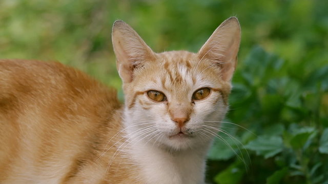 Cat posing and listening