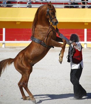 Spectacle de dressage