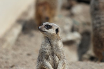 Fototapeta premium Meercat