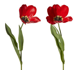 Obraz premium Tulips