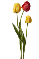 Tulips