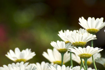 Margerite - Leucanthemum vulgare