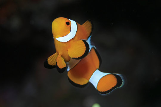 Clownfisch