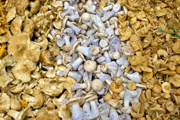 Different kinds of mushrooms