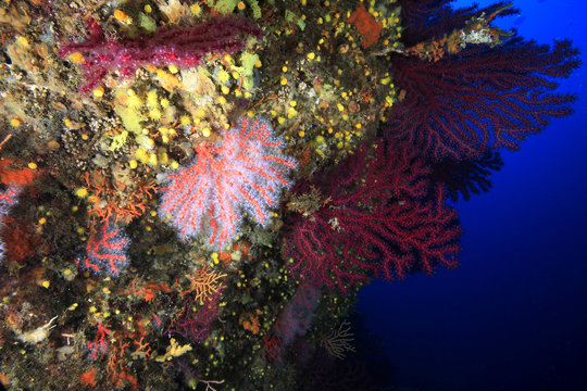 corallo rosso gorgonia mediterraneo