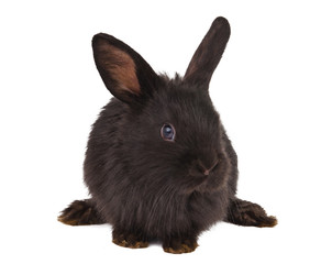 Obraz premium Small racy dwarf black bunny isolated