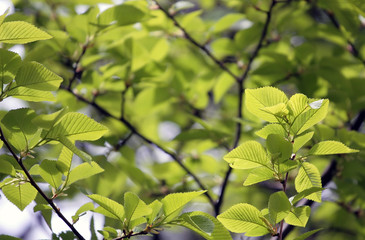 Fototapeta na wymiar beech tree leaves
