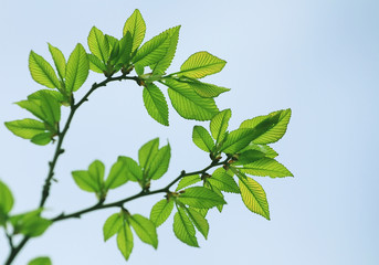beech tree leaves