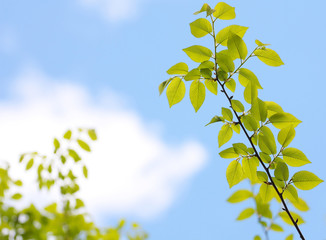 Obraz premium beech tree leaves