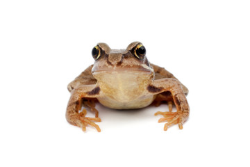 Kröte (Bufonidae)