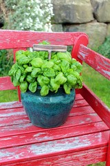 Basil