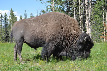 Bison Yellowstone