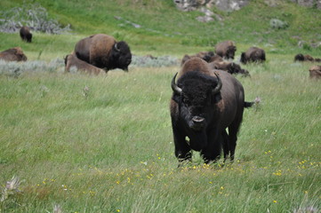 Bison Yellowstone