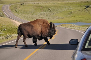 Bison traverse la route