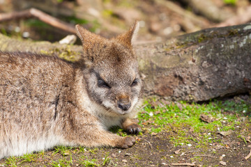 A sleeping parma wallaby © ijdema
