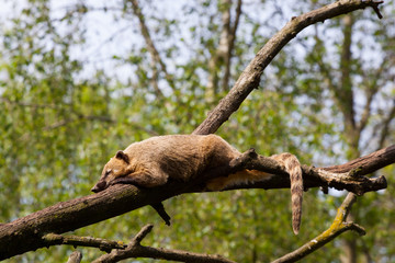 South American coati or ring-tailed coati (Nasua nasua)