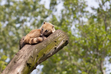 South American coati or ring-tailed coati (Nasua nasua)