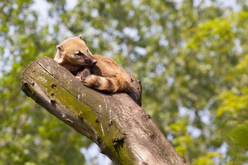 South American coati or ring-tailed coati (Nasua nasua)