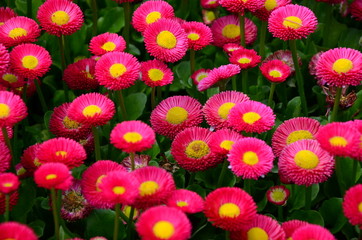 Bellis - Gänseblümchen © T. Linack