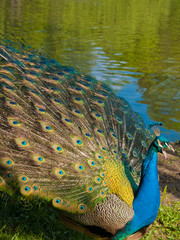 crying peacock on the shore of lake