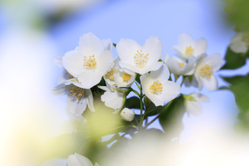 Spring flowers - white flower jasmine