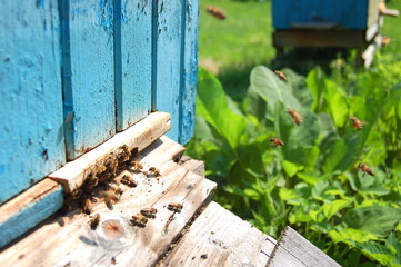 pszczoły przy wlocie do ula - obrazy, fototapety, plakaty