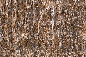 Hay