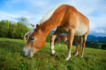 Pferd, Haflinger