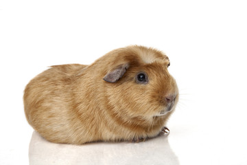 Guinea pig