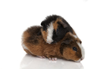 Guinea pig