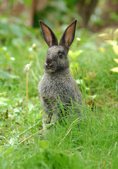 Brown bunny