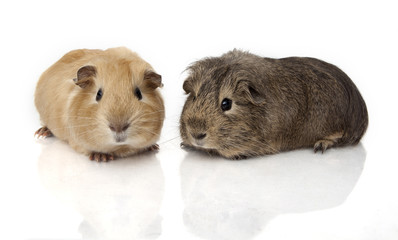 Guinea pig