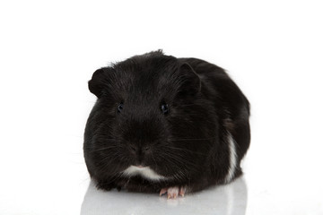 Guinea pig