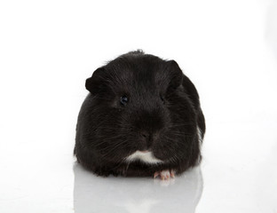 Fototapeta premium Guinea pig