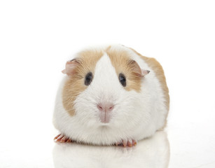 Guinea pig