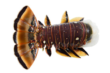 Caribbean Lobster