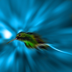 Humming Bird - Zoom blured , Blue