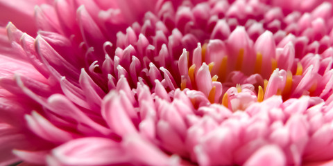 Daisy Pink Flower - Macro