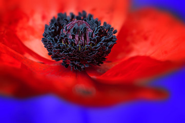 Poppy macro - blue background