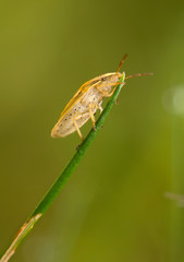 Aelia acuminata