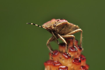 Dolycoris baccarum