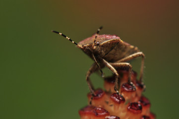 Dolycoris baccarum