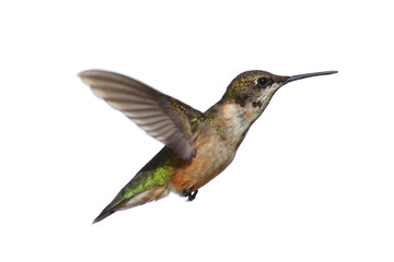 Isolated Ruby-throated Hummingbird