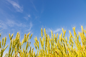 Obraz premium Wheat field