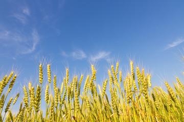 Wheat field