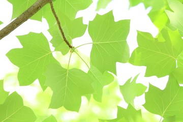 ユリノキの新緑