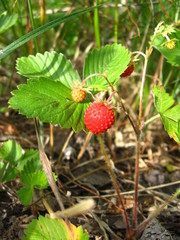 Beautiful wild strawberry found in a wood