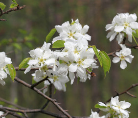 Цветы Уссурийской груши (Pirus ussuriensis)