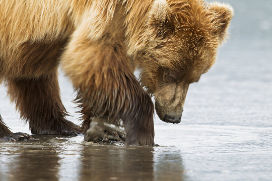 Fototapeta digging bear