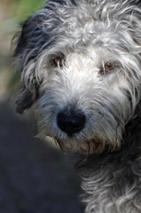 Oscar